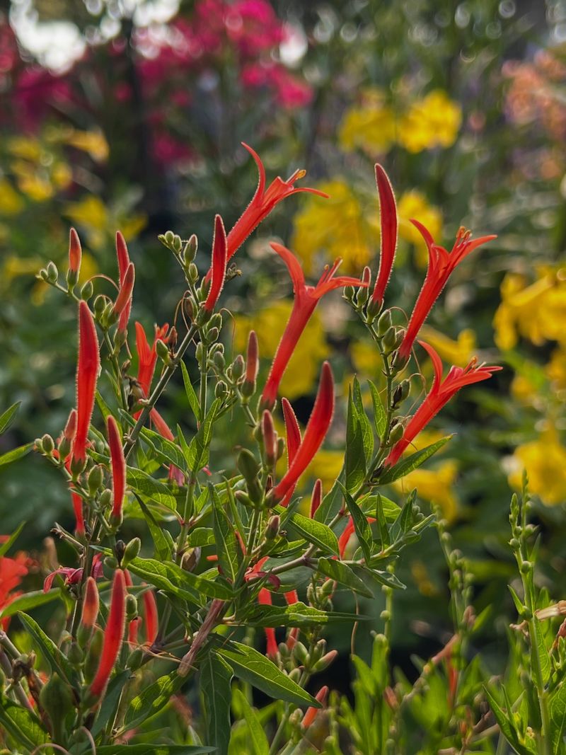 Flame Acanthus Lights Up Hot Spots Flame Acanthus Lights Up Hot Spots