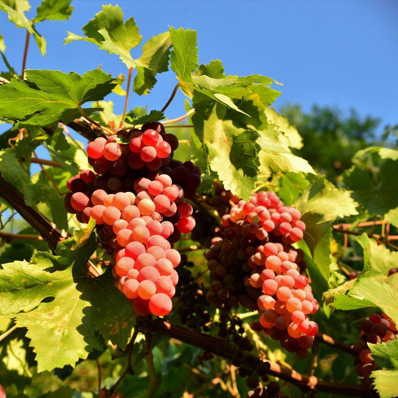 Flame Seedless Grapes
