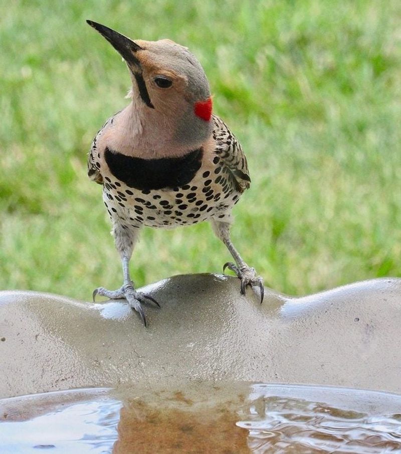 Flickers Are The Woodpeckers That Feed On The Ground Flickers Are The Woodpeckers That Feed On The Ground