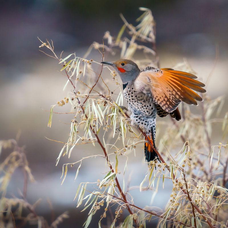 Flickers Use Ants To Clean Their Feathers Flickers Use Ants To Clean Their Feathers