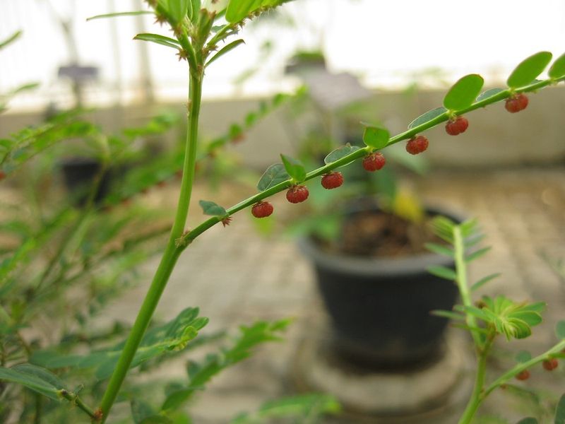 Flip A Branch To Find The Seeds Flip A Branch To Find The Seeds