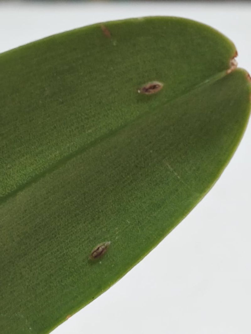 Flip Every Leaf To Check The Undersides Flip Every Leaf To Check The Undersides