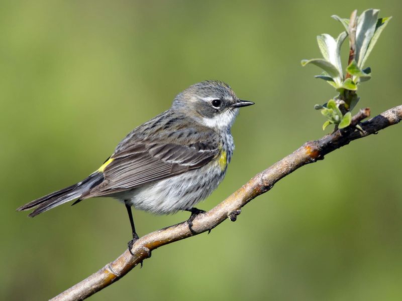 Flocks Of Small Yellow-Patched Birds Arrive With The Cooler Weather
