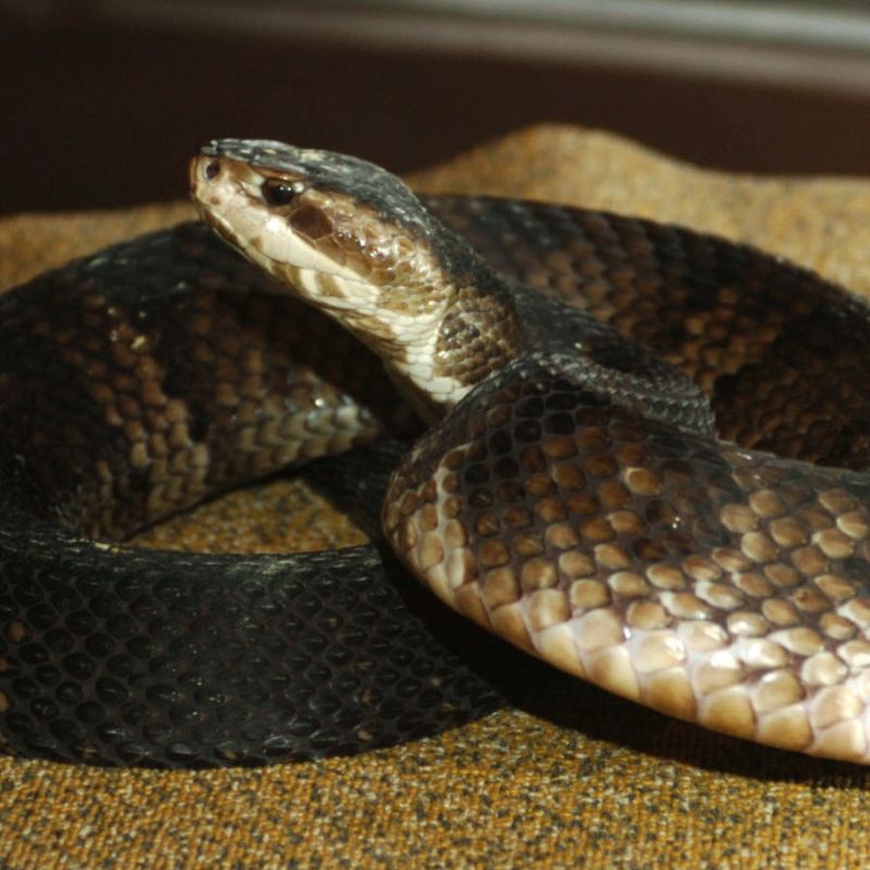 Flooded Burrows Push Snakes Uphill Flooded Burrows Push Snakes Uphill