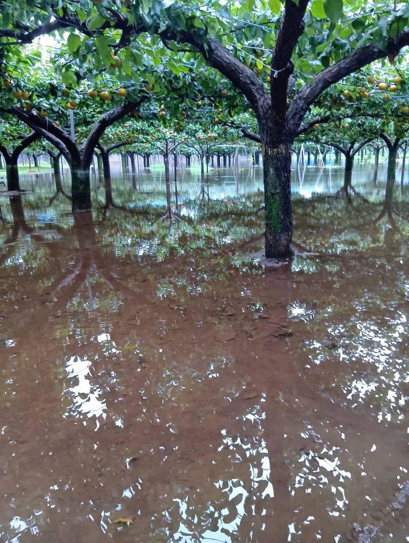 Flooded Orchards Leave Pecan Roots Short Of Oxygen Flooded Orchards Leave Pecan Roots Short Of Oxygen