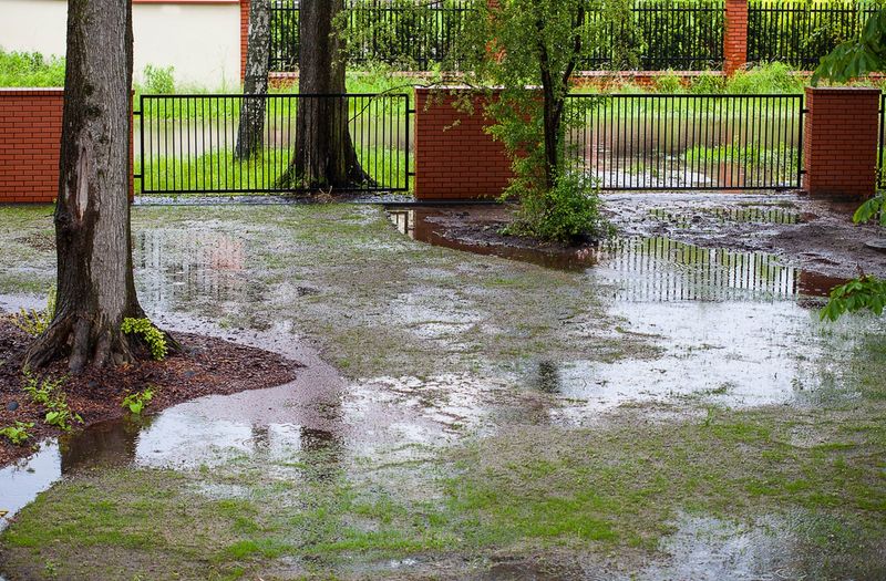 Flooded Plants Are Already Under Stress