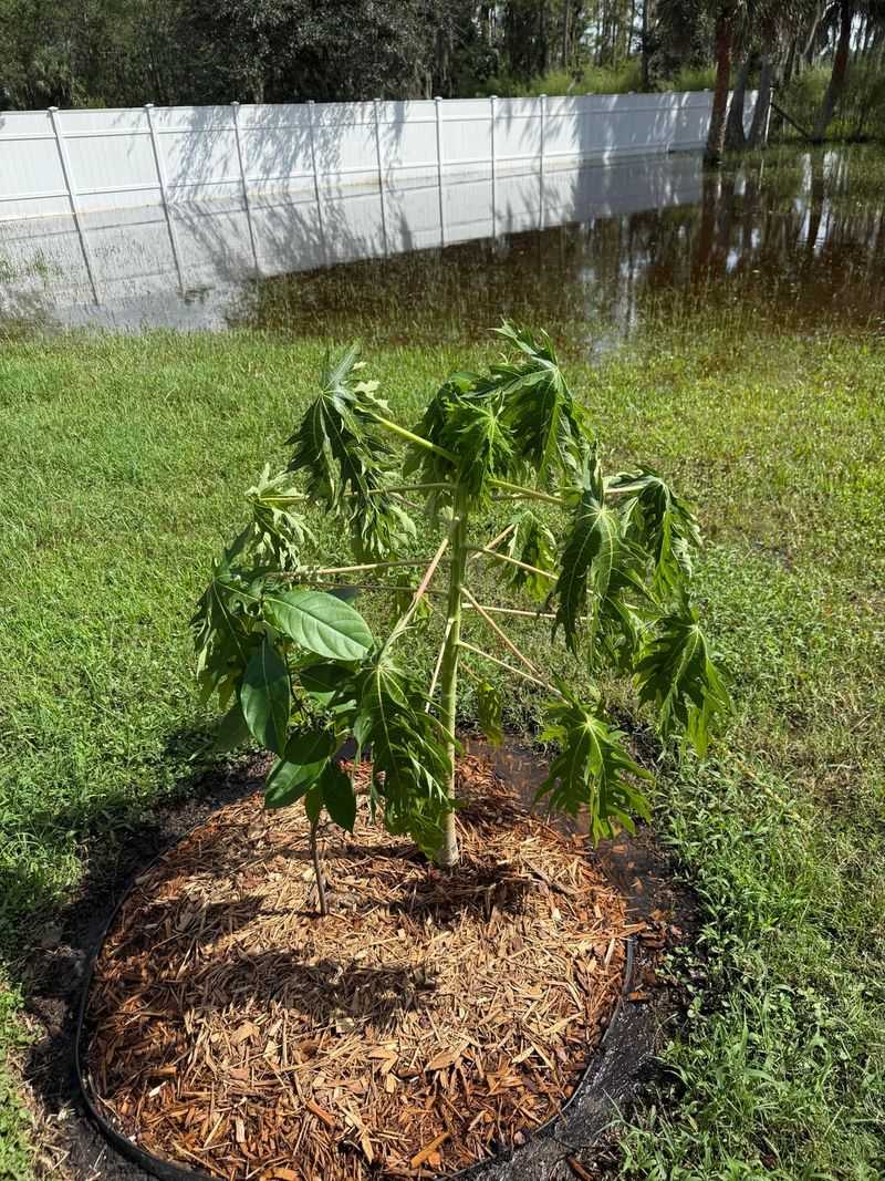 Flooded Roots Lose Oxygen Flooded Roots Lose Oxygen