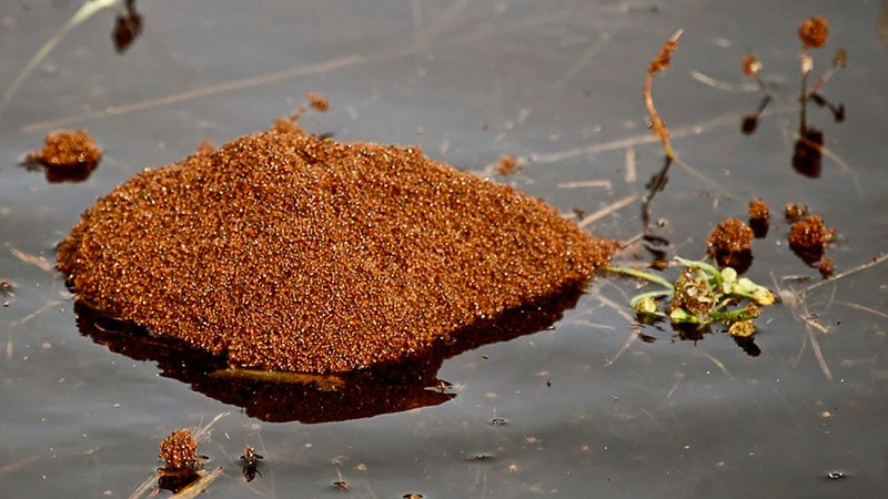 Floodwaters Can Turn A Fire Ant Colony Into A Floating Raft Floodwaters Can Turn A Fire Ant Colony Into A Floating Raft