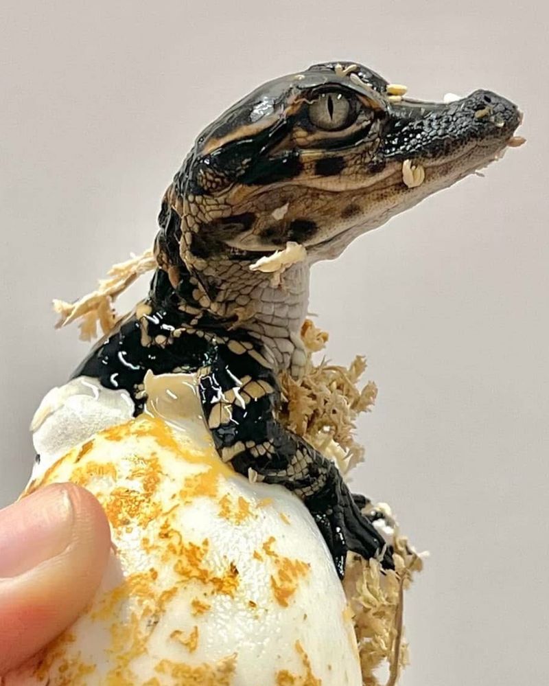 Florida Alligator Eggs Hatch From Mid-August To Early September