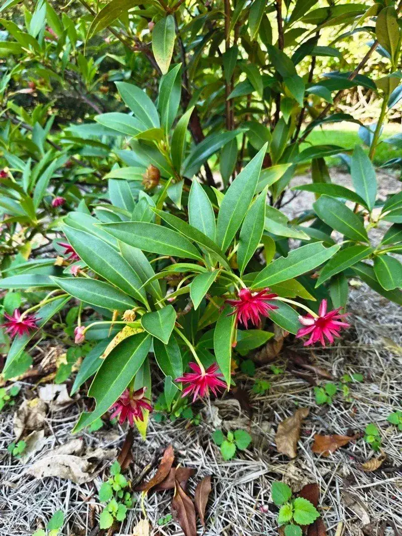 Florida Anise And American Holly Make Native Stand-Ins For Shade