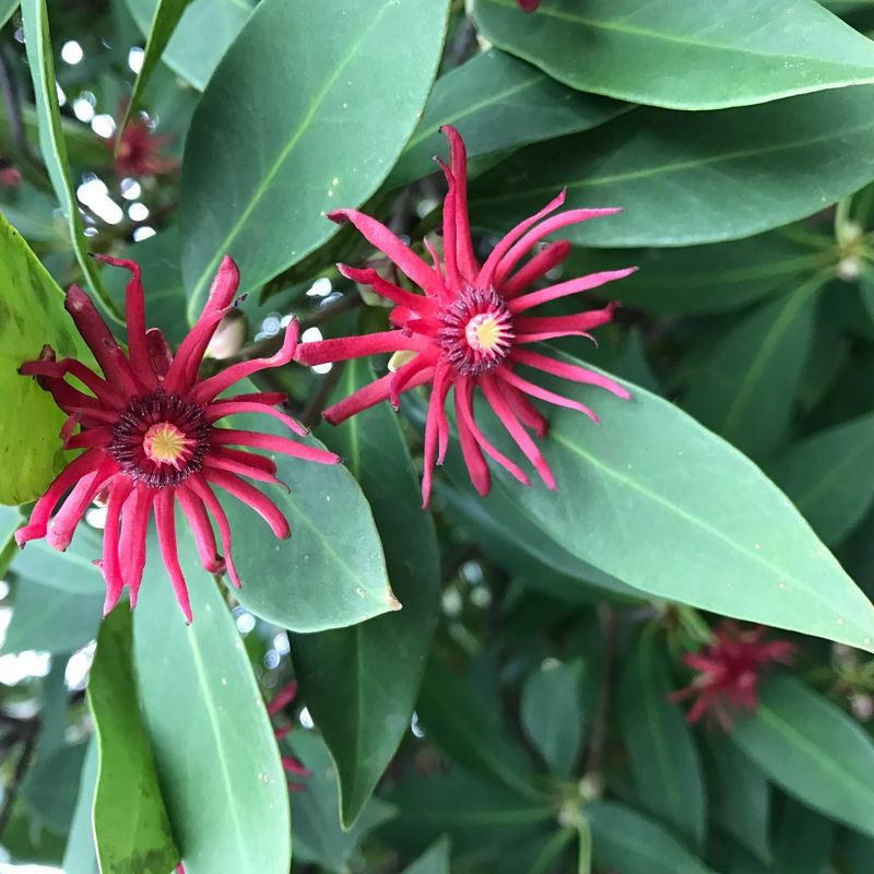 Florida Anise Screens Shady Spots With Aromatic Foliage