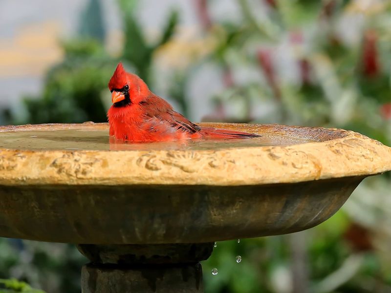 Florida Backyards Give Cardinals A Helping Hand