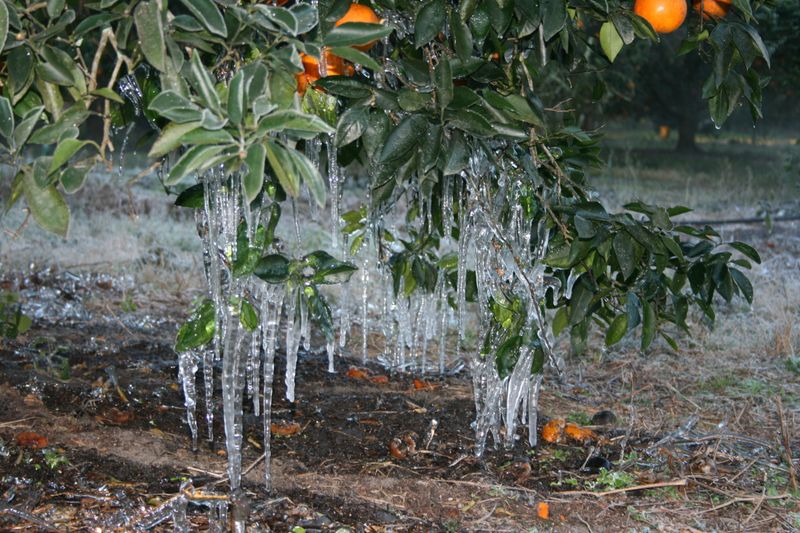 Florida Citrus Growers Have Relied On This Method For Decades