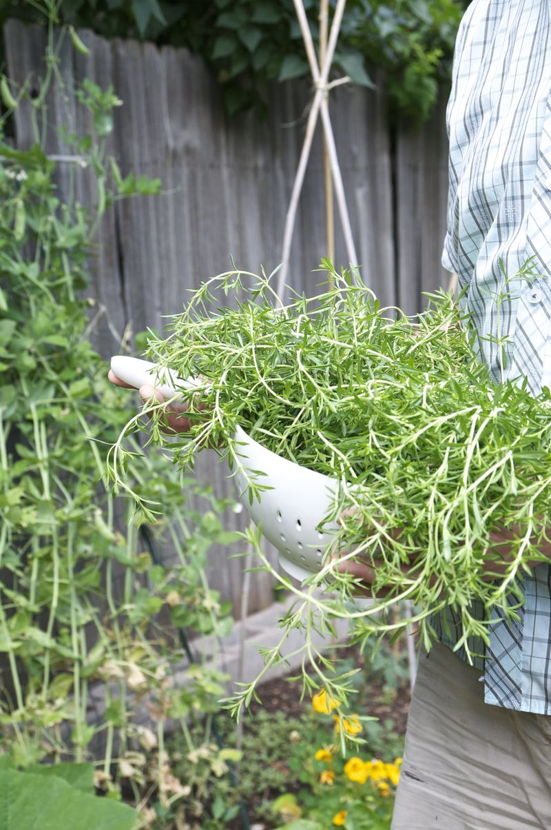 Florida Coastal Gardens Trust Resilient Thyme Florida Coastal Gardens Trust Resilient Thyme