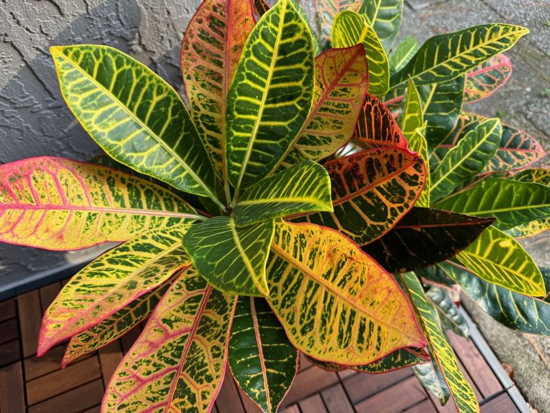 Florida Fall Is Their Second Growing Season Florida Fall Is Their Second Growing Season