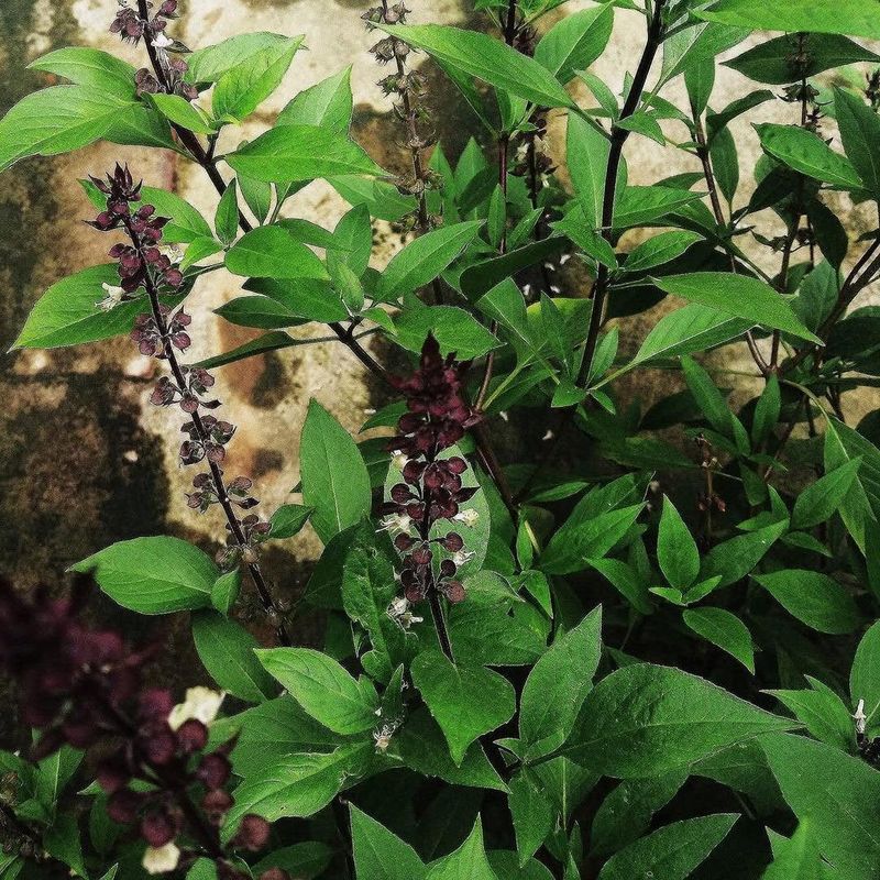 Florida Gardens Love Hardy Thai Basil Florida Gardens Love Hardy Thai Basil