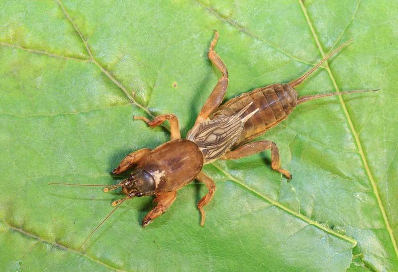 Florida Has Three Invasive Mole Cricket Species