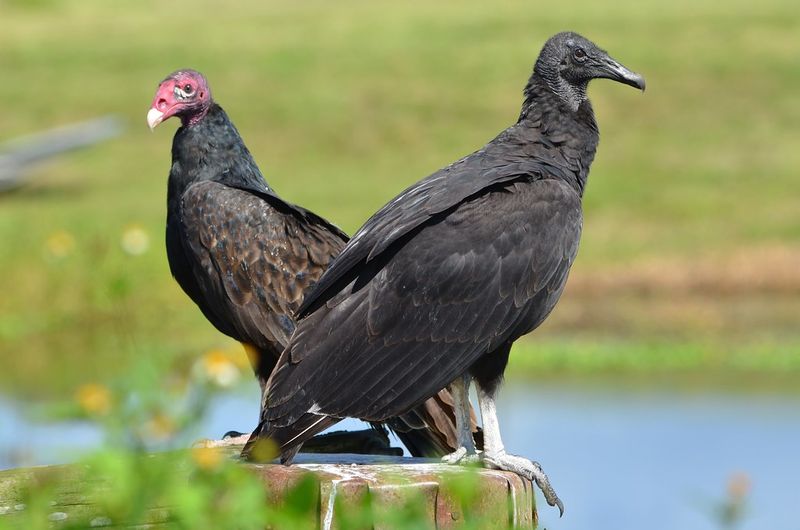 Florida Has Two Vulture Species Florida Has Two Vulture Species