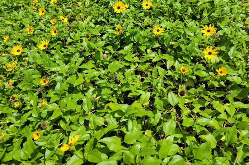 Florida Law Protects Florida-Friendly Landscaping