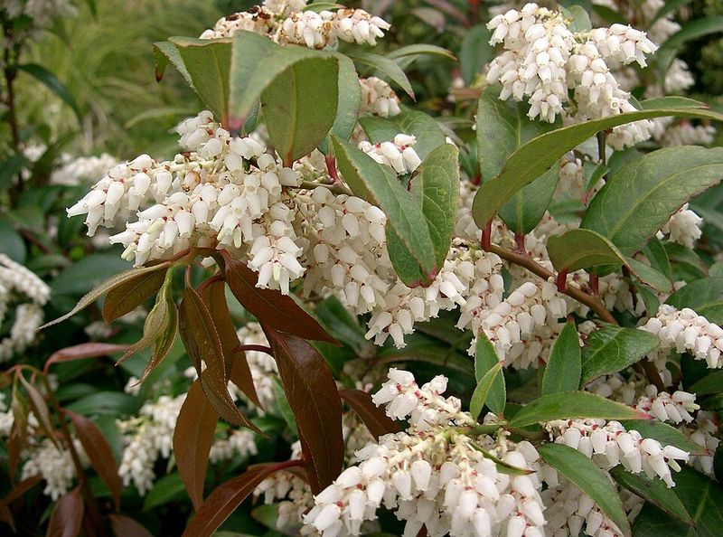 Florida Leucothoe Suits Lower Screens In Damp, Shady Areas