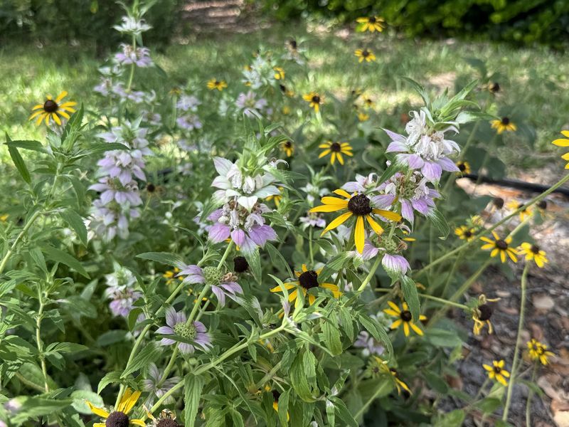 Florida Native Plant Society Chapters Hold Plant Sales