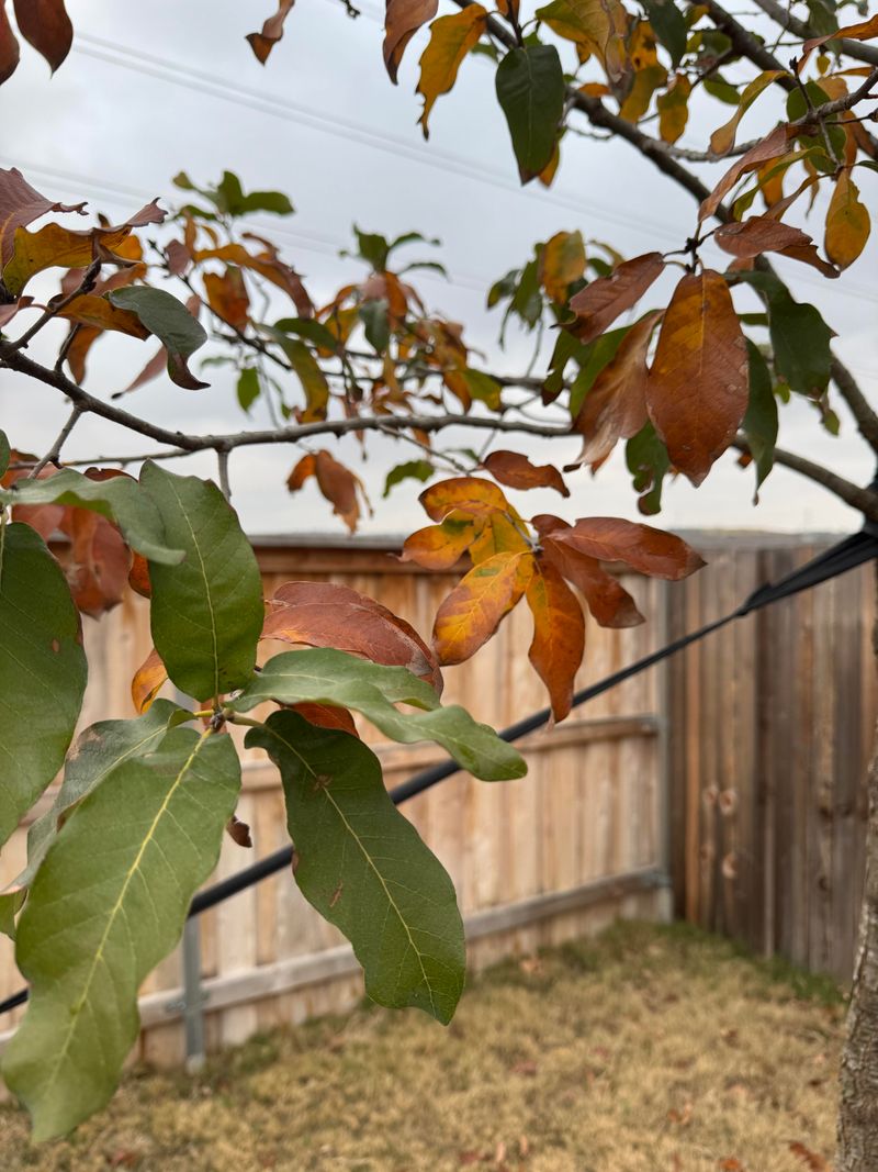 Florida Oaks Follow Their Own Leaf Calendar