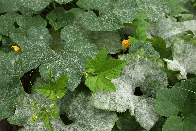 Florida Plants Most Likely To Catch Powdery Mildew Florida Plants Most Likely To Catch Powdery Mildew