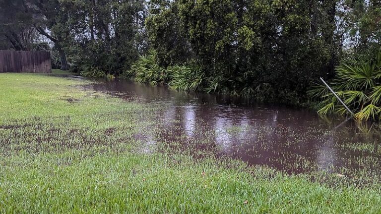 The Meaning Behind Standing Water In Your Florida Yard After October ...