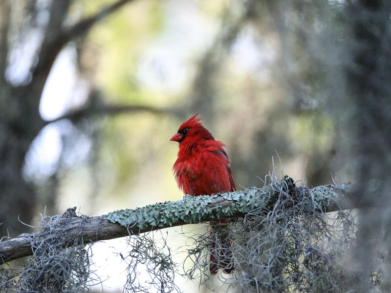Florida Winters Feel Mild To A Cardinal
