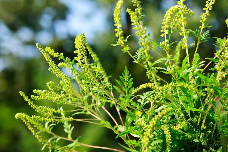 Florida's Long Fall Allergy Season Explained