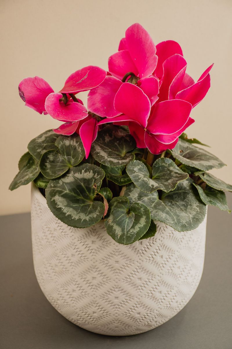 Florist Cyclamen Thrives In Cool Rooms Florist Cyclamen Thrives In Cool Rooms