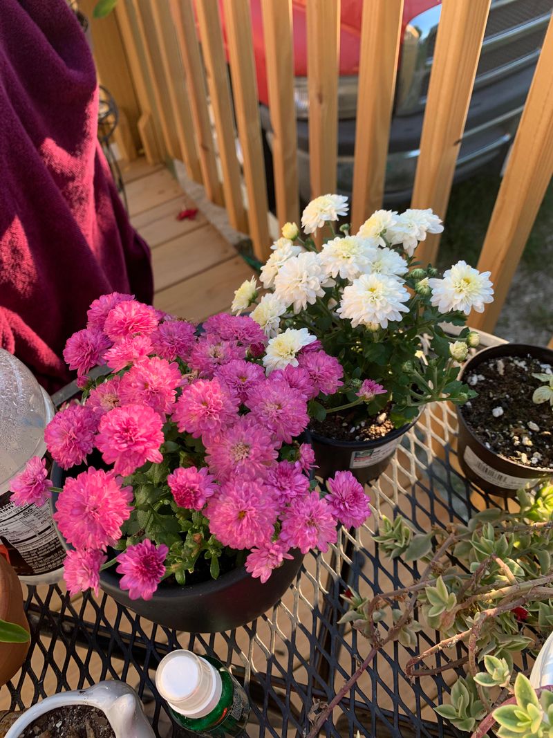 Florist Mums Are Less Cold-Hardy Than Garden Mums