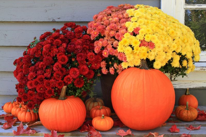 Florist Mums Rarely Survive Outdoors In Ohio Florist Mums Rarely Survive Outdoors In Ohio