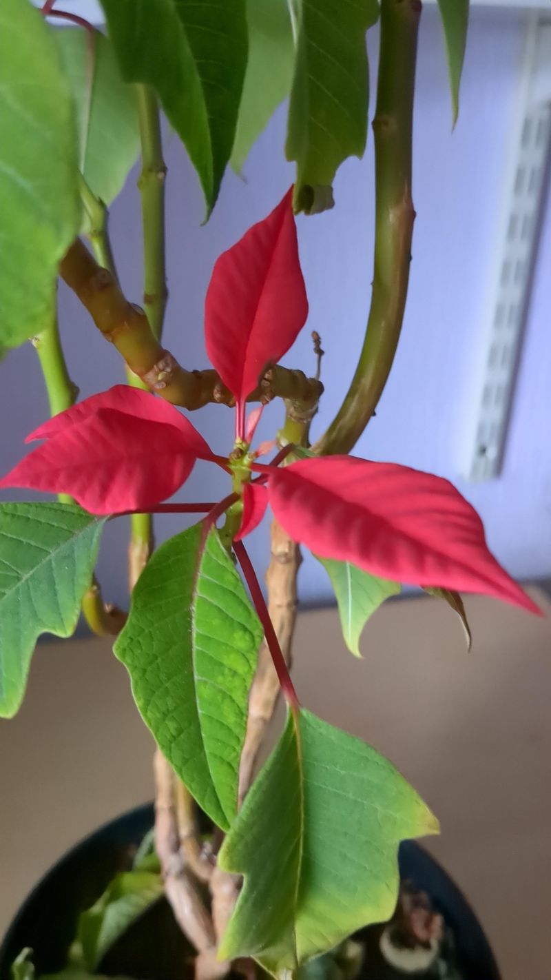 Flower Buds Begin Forming In October