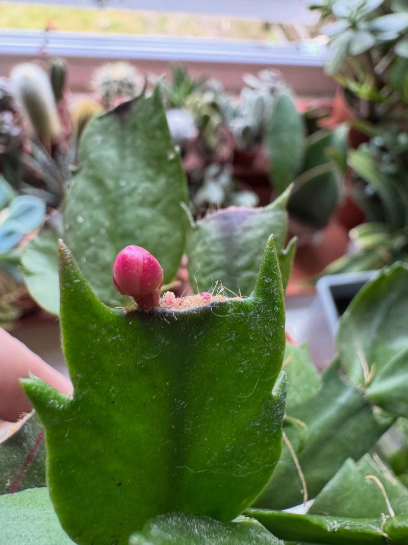 Flower Buds Form At The Stem Tips In Fall