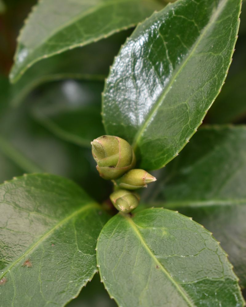 Flower Buds Look Rounder And Fatter Than Leaf Buds