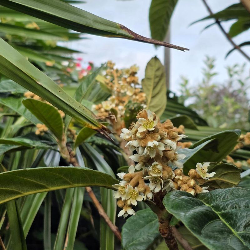 Flower Clusters Form At The Ends Of Branches Flower Clusters Form At The Ends Of Branches