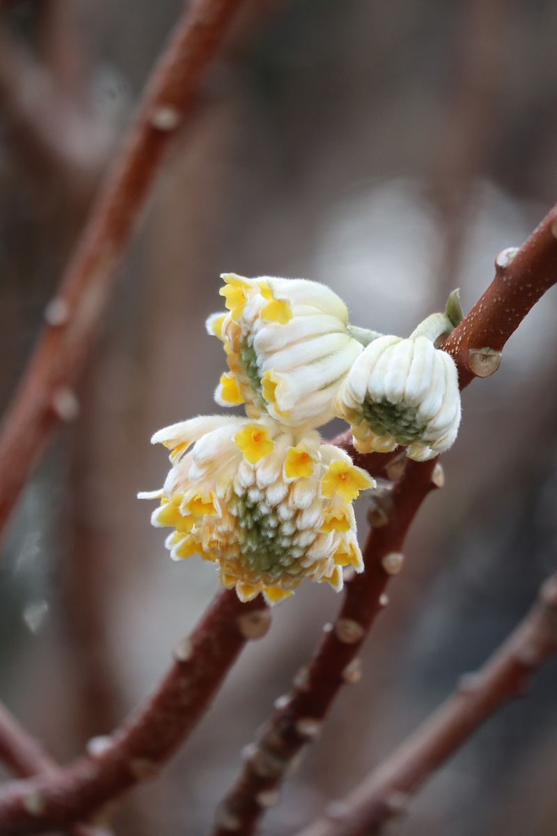 Flower Clusters Open In Late Winter Or Early Spring Flower Clusters Open In Late Winter Or Early Spring