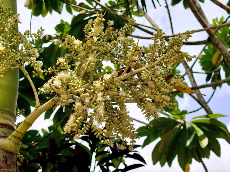 Flower Stalks Are A Normal Part Of A Palm’s Life Flower Stalks Are A Normal Part Of A Palm’s Life