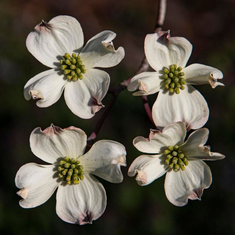 Flowering Dogwood