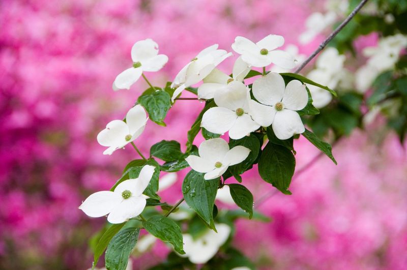 Flowering Dogwood Adds Spring Blooms And Fall Color Flowering Dogwood Adds Spring Blooms And Fall Color