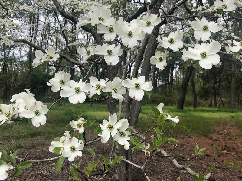 Flowering Dogwood Fits Naturally Beneath Taller Trees Flowering Dogwood Fits Naturally Beneath Taller Trees