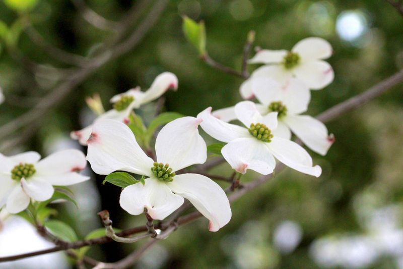 Flowering Dogwood For A Classic Spring Show Flowering Dogwood For A Classic Spring Show