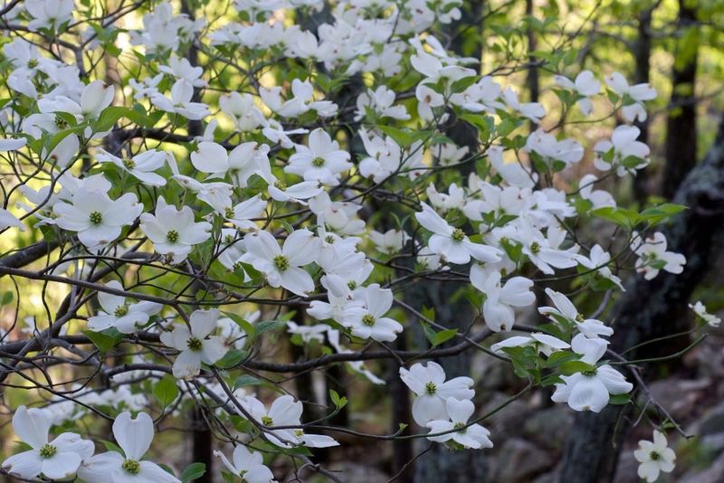Flowering Dogwood Makes A Proud Comeback 