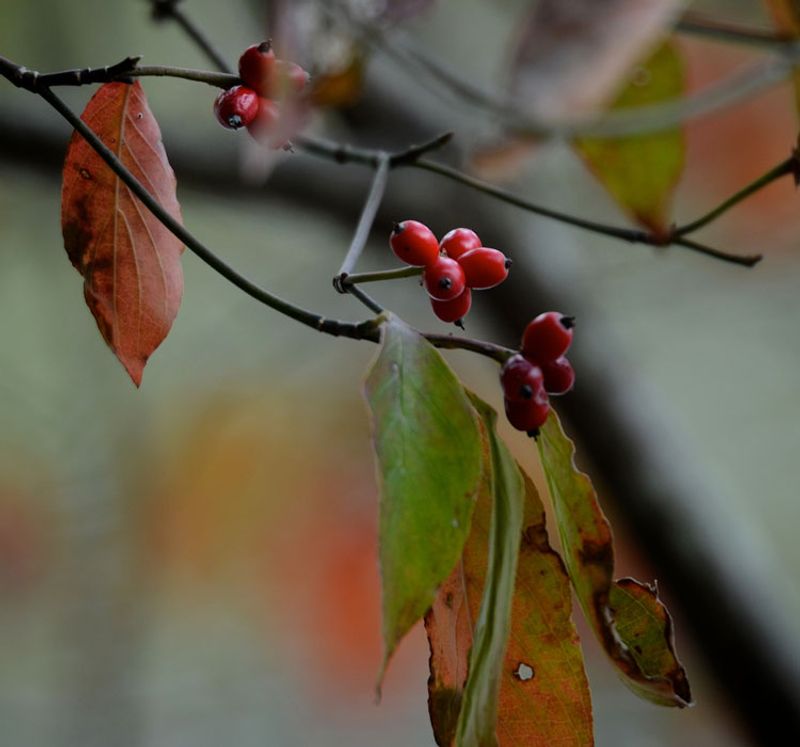 Flowering Dogwood With Glossy Red Fruit Flowering Dogwood With Glossy Red Fruit