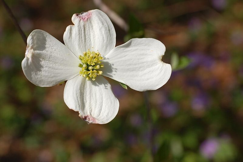 Flowering Dogwood Flowering Dogwood