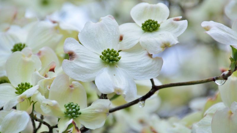 Flowering Dogwoods And Magnolias That Bloom On Old Wood Flowering Dogwoods And Magnolias That Bloom On Old Wood
