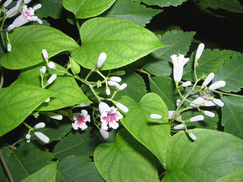 Flowers Appear Mostly In Late Summer And Fall