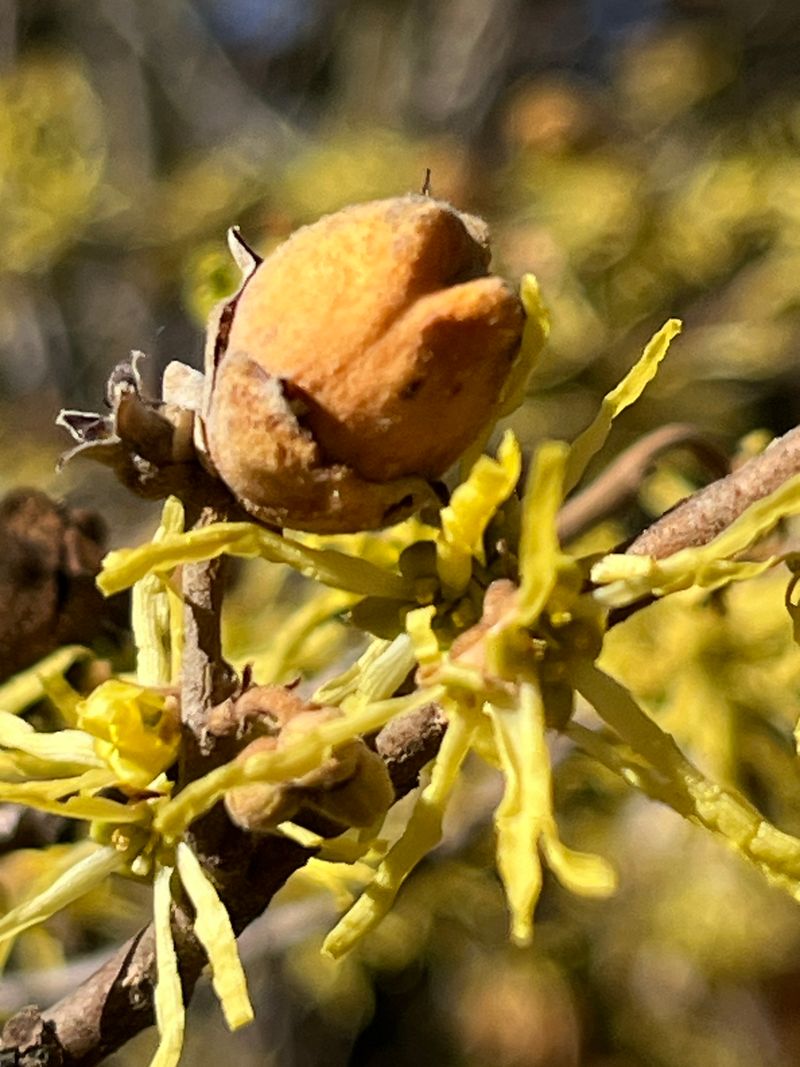 Flowers, Fruit And Next Year’s Buds Share The Same Branch Flowers, Fruit And Next Year’s Buds Share The Same Branch