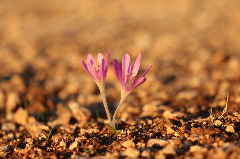 Flowers Pop Up Out Of Nowhere In Fall